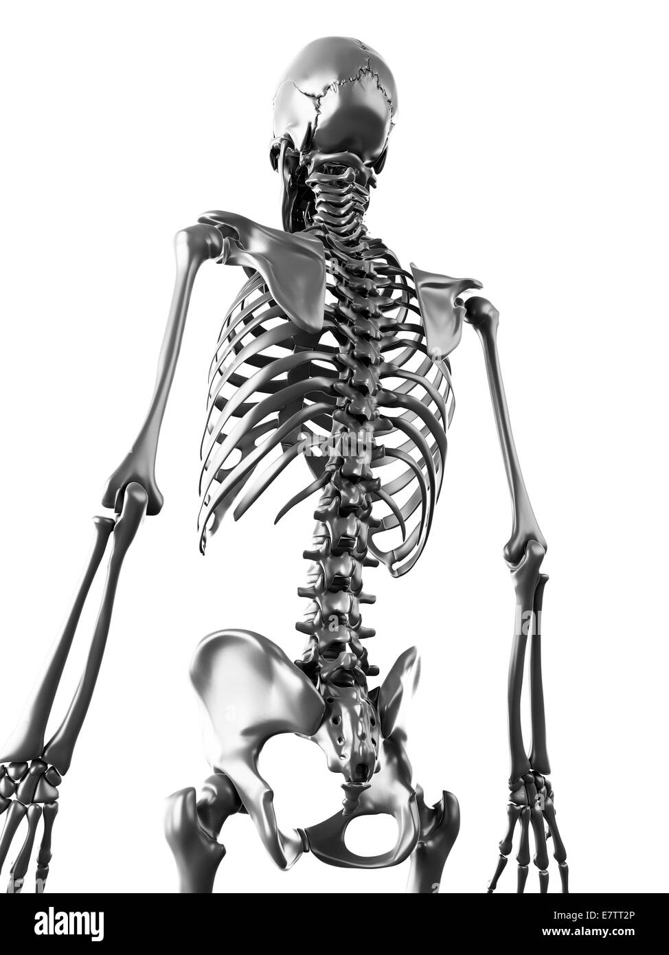 Menschliches Skelett, Computer-Grafik. Stockfoto