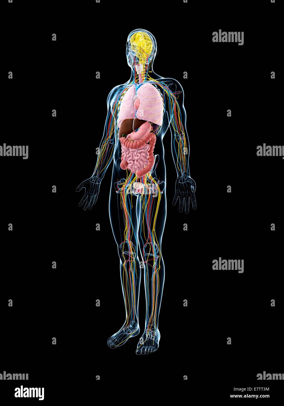 Menschliche Anatomie, Computer-Grafik. Stockfoto