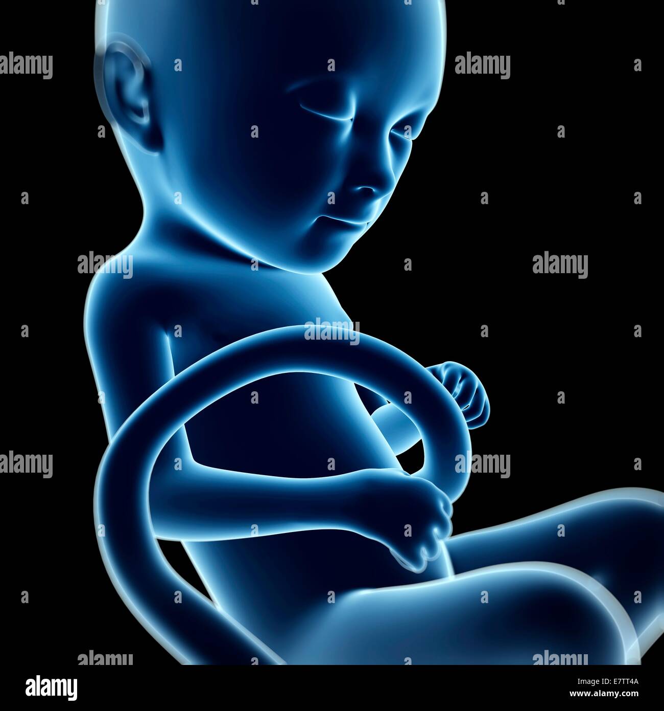 Menschliche fötale Entwicklung (Monat 5), Computer-Grafik. Stockfoto