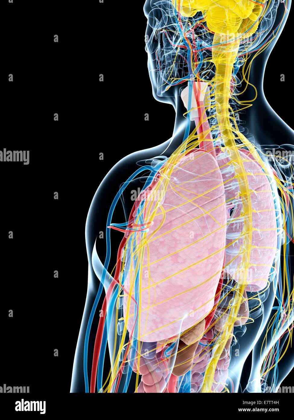 Menschlichen Lunge Anatomie, Computer-Grafik. Stockfoto