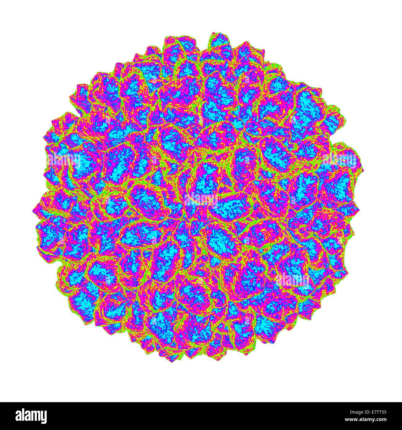 Authentische Vorsehung Virus, Computer-Grafik. Stockfoto