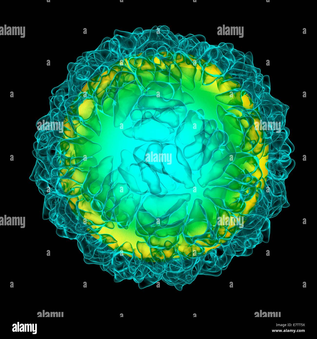 Caulobacter Bakteriophagen, Computer-Grafik. Stockfoto
