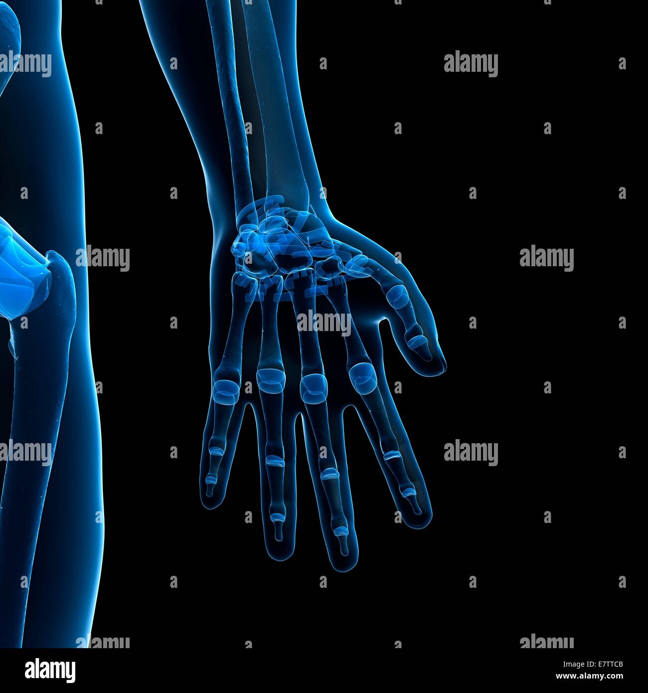 Menschliche Hand Knochen, Computer-Grafik. Stockfoto