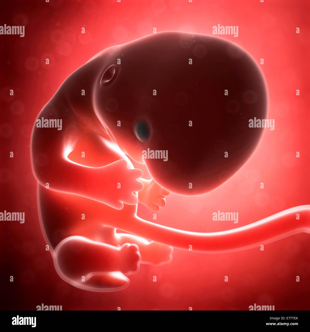 Menschliche fötale Entwicklung (2. Monat), Computer-Grafik. Stockfoto