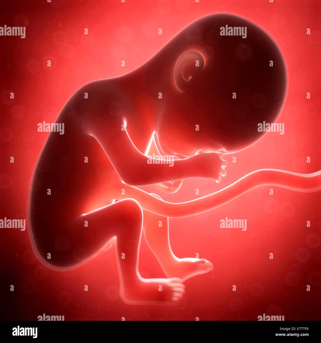 Menschliche fötale Entwicklung (6 Monate), Computer-Grafik. Stockfoto