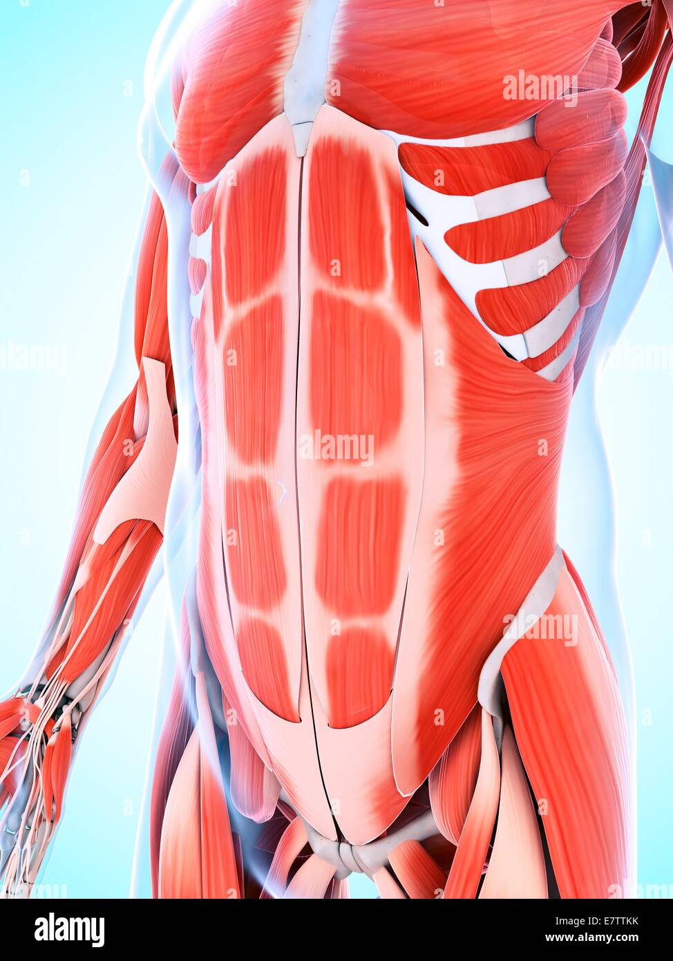 Menschliche Bauch-Muskulatur, Computer-Grafik. Stockfoto
