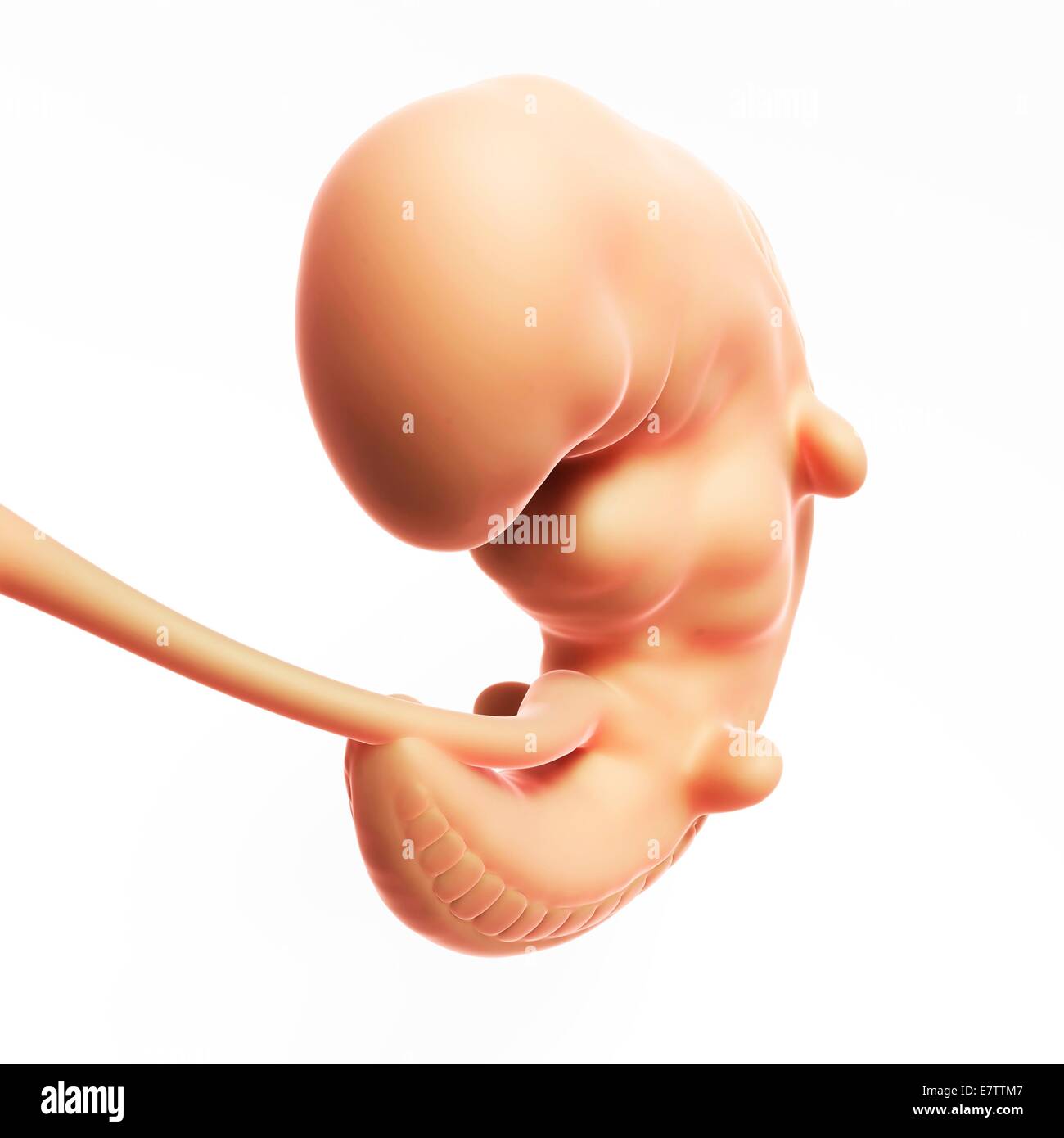 Menschliche fötale Entwicklung (1 Monat), Computer-Grafik. Stockfoto
