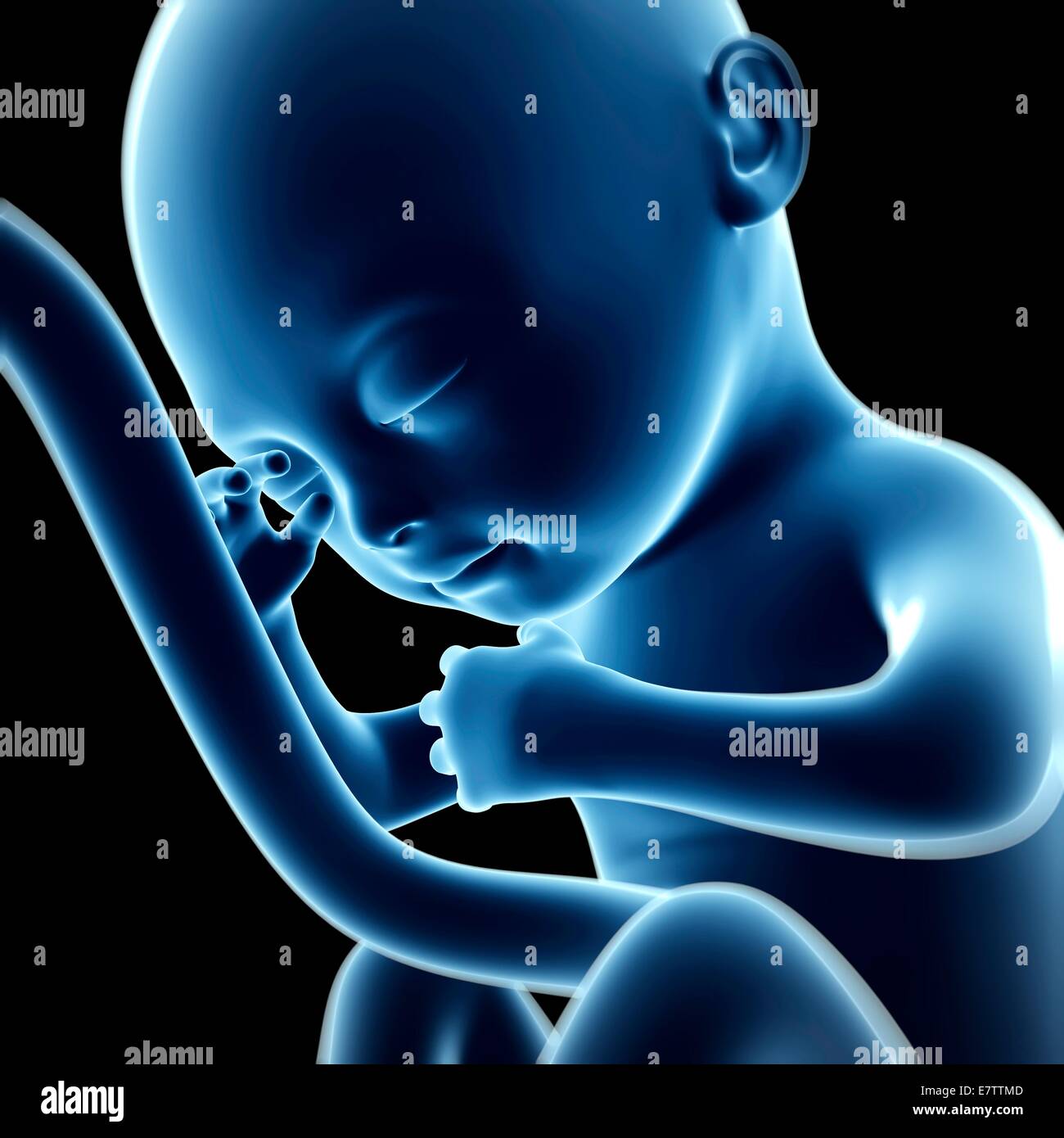 Menschliche fötale Entwicklung (6 Monate), Computer-Grafik. Stockfoto