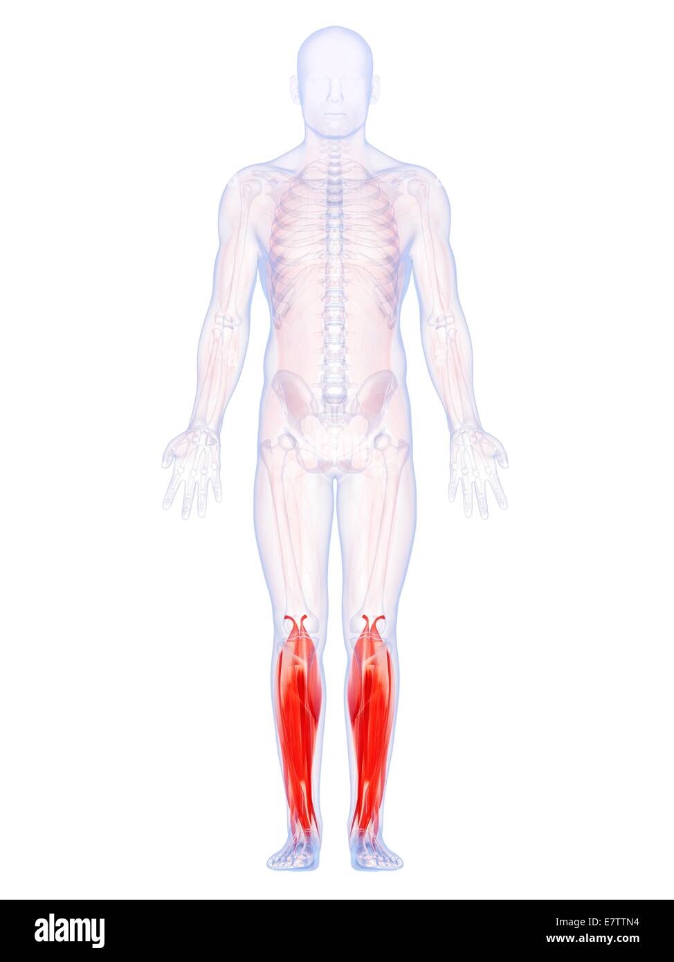 Menschlichen untere Beinmuskulatur, Computer-Grafik. Stockfoto