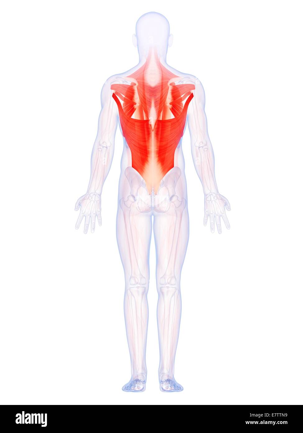 Menschliche Rückenmuskulatur, Computer-Grafik. Stockfoto