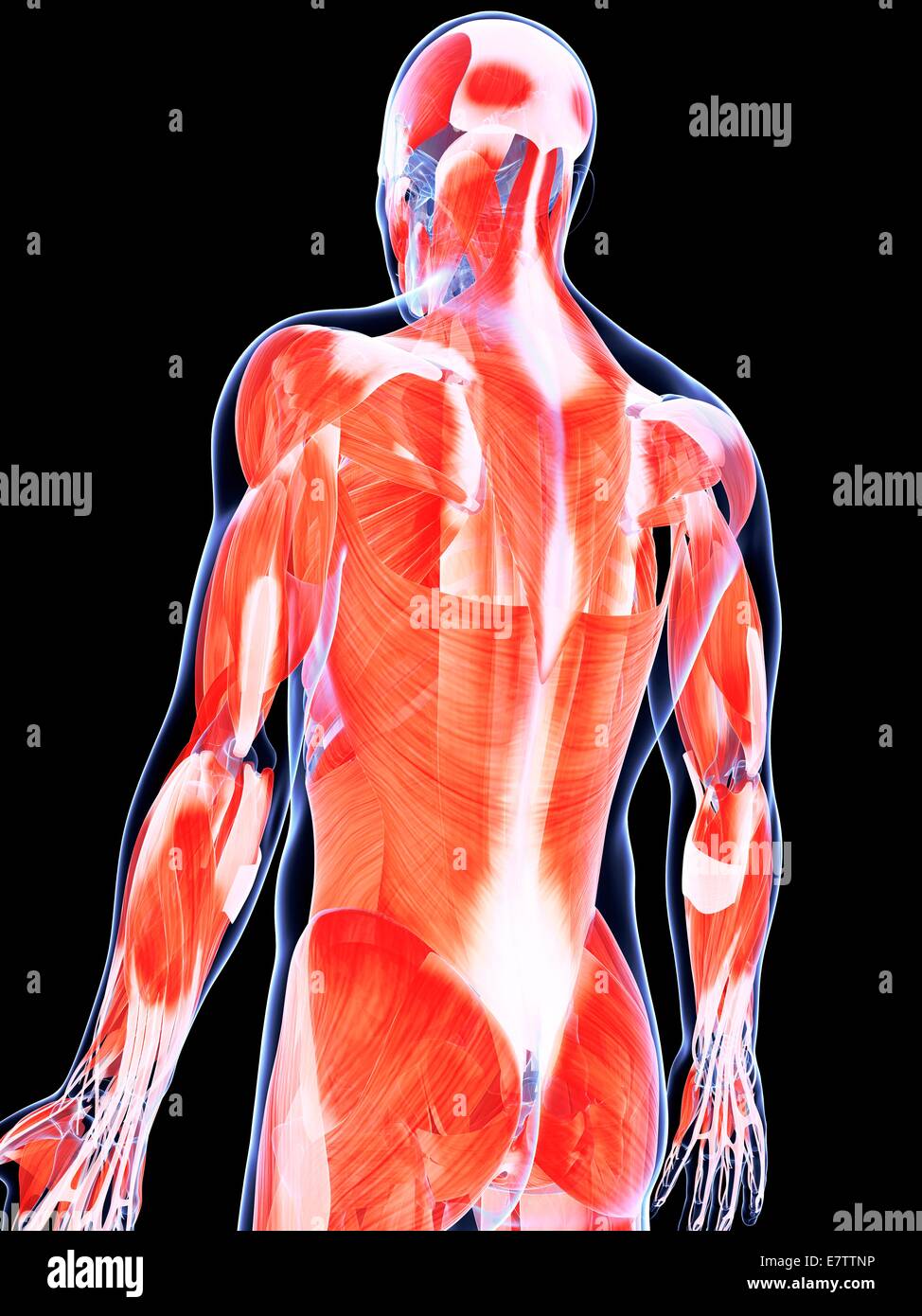 Menschliche Rückenmuskulatur, Computer-Grafik Stockfotografie - Alamy