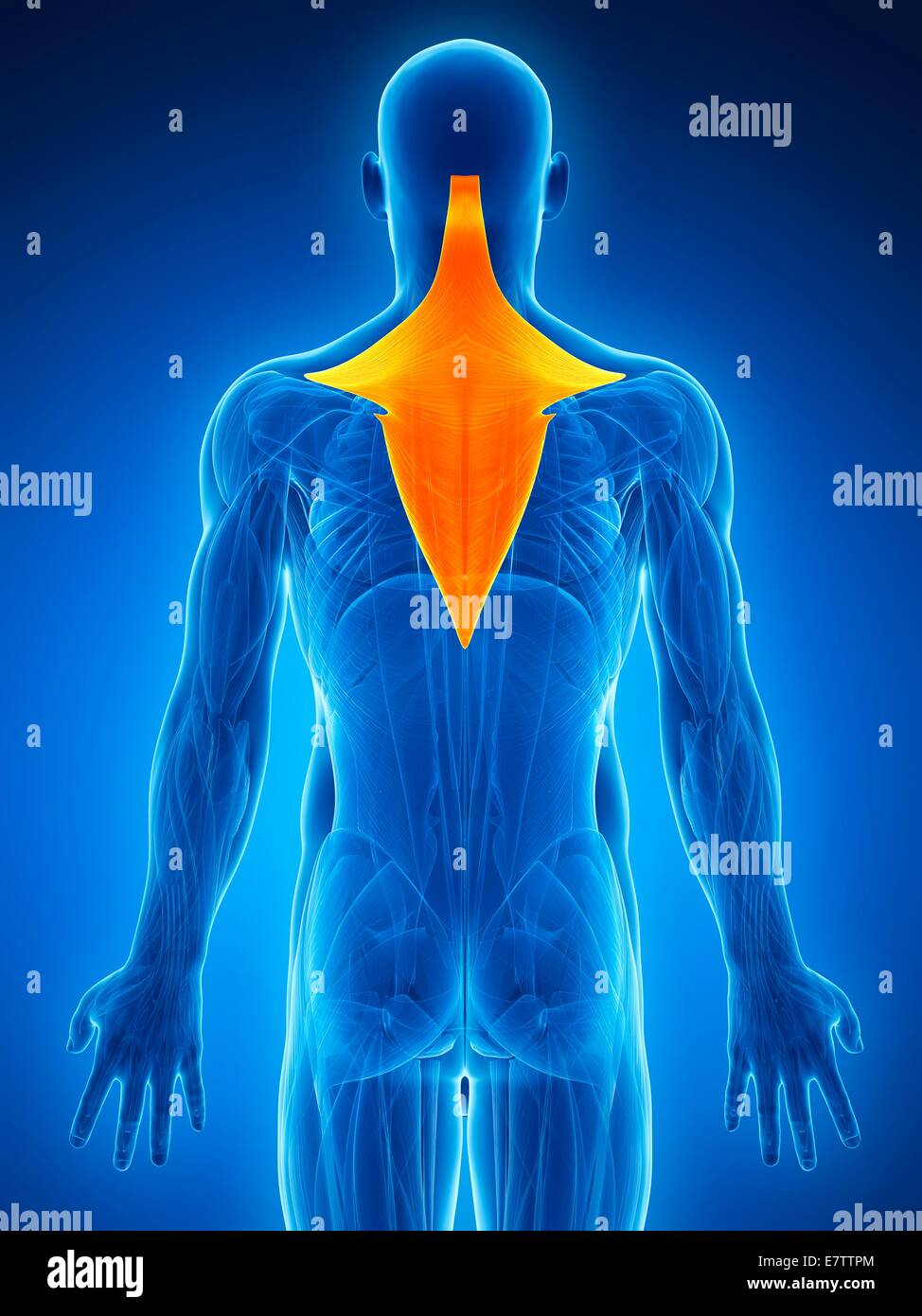 Menschlichen Nacken- und Rückenmuskulatur, Computer-Grafik. Stockfoto