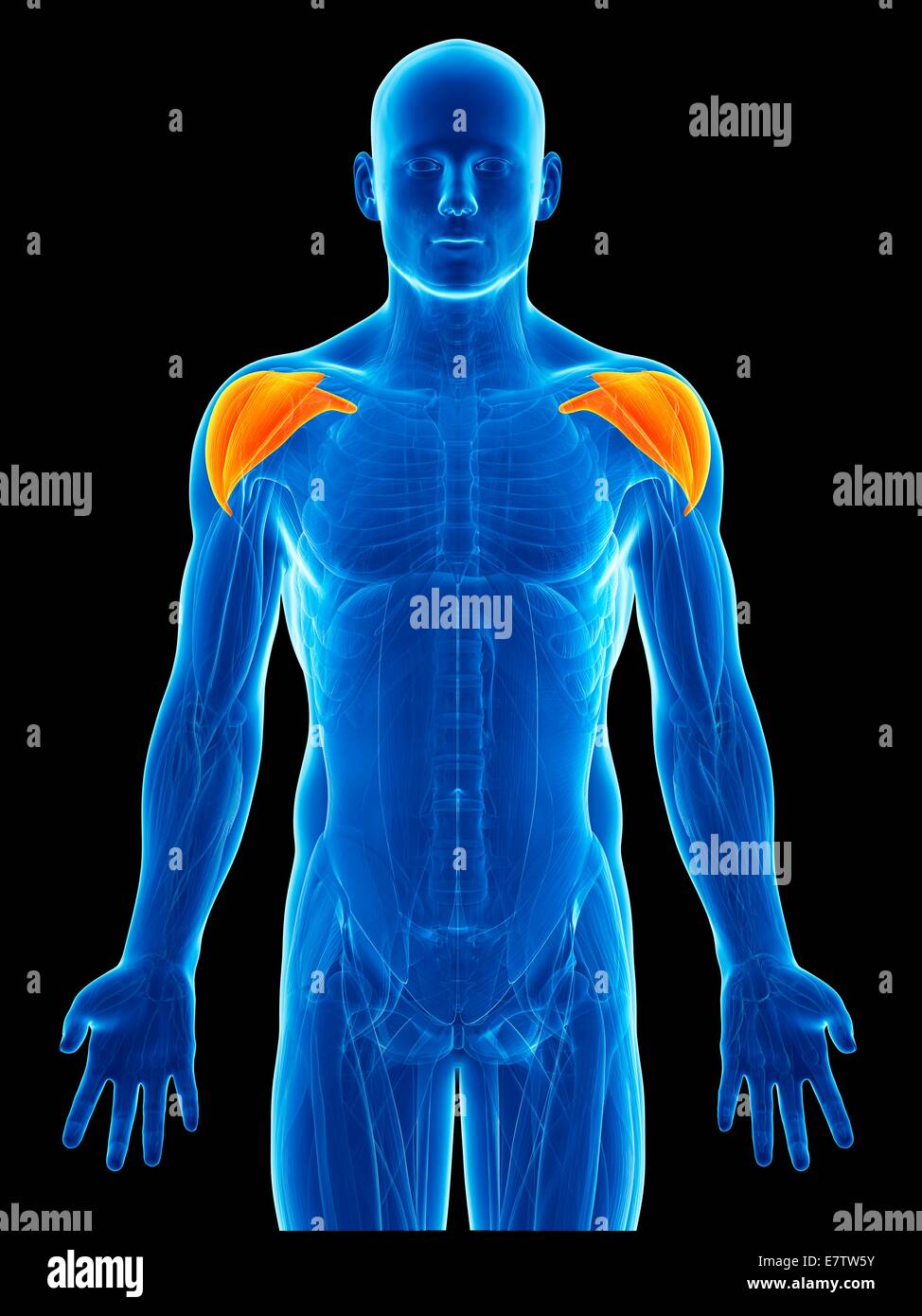 Menschlichen Schultermuskulatur, Computer-Grafik. Stockfoto
