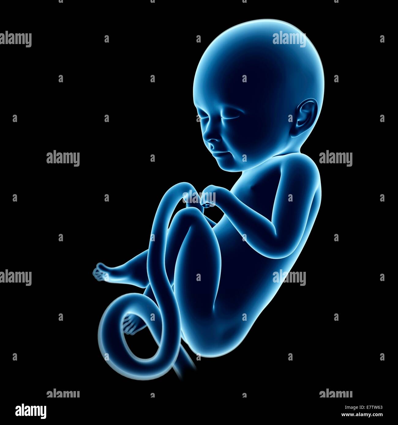Menschliche fötale Entwicklung (8 Monate), Computer-Grafik. Stockfoto