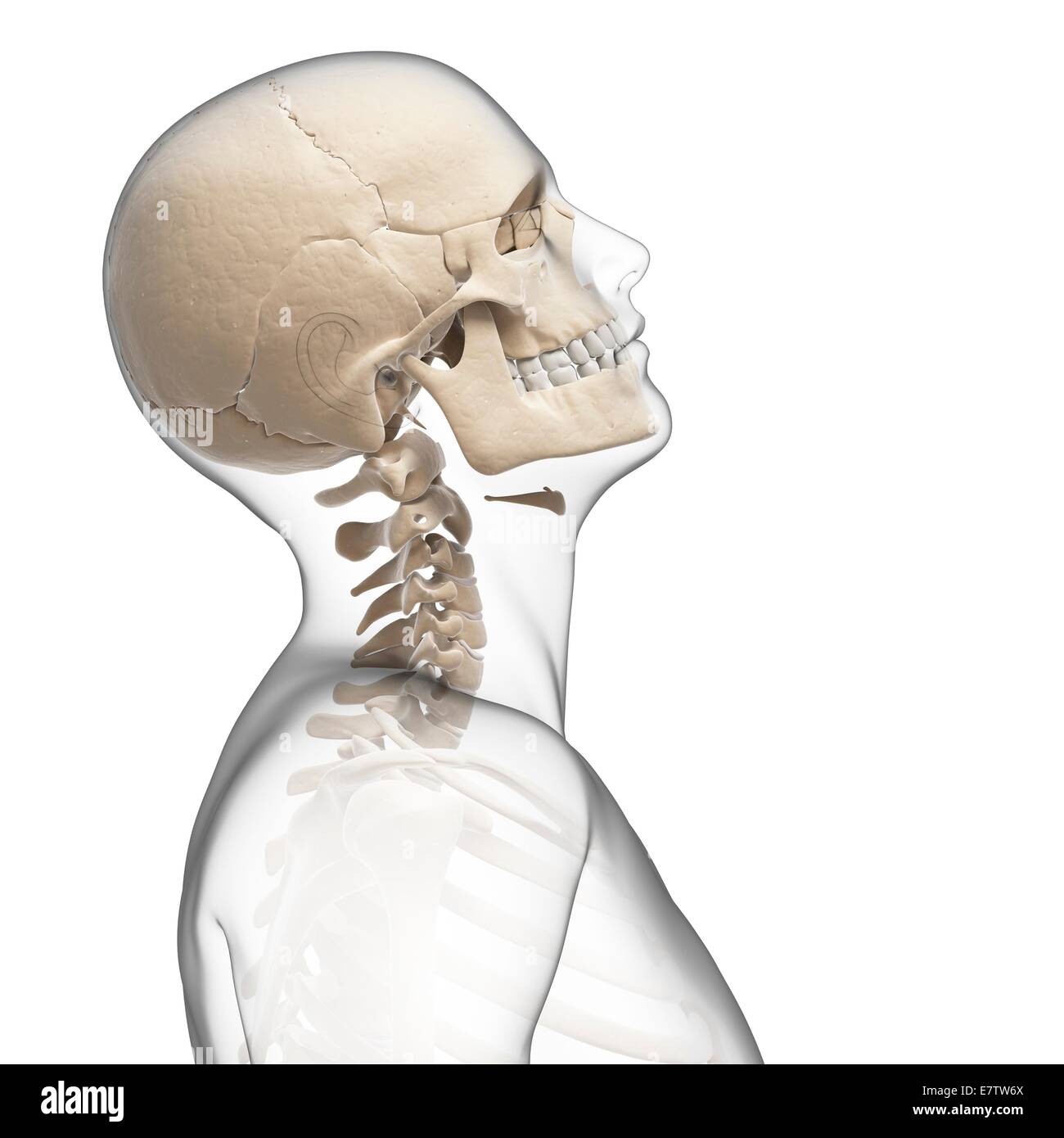 Schädel und Hals Menschenknochen, Computer-Grafik. Stockfoto