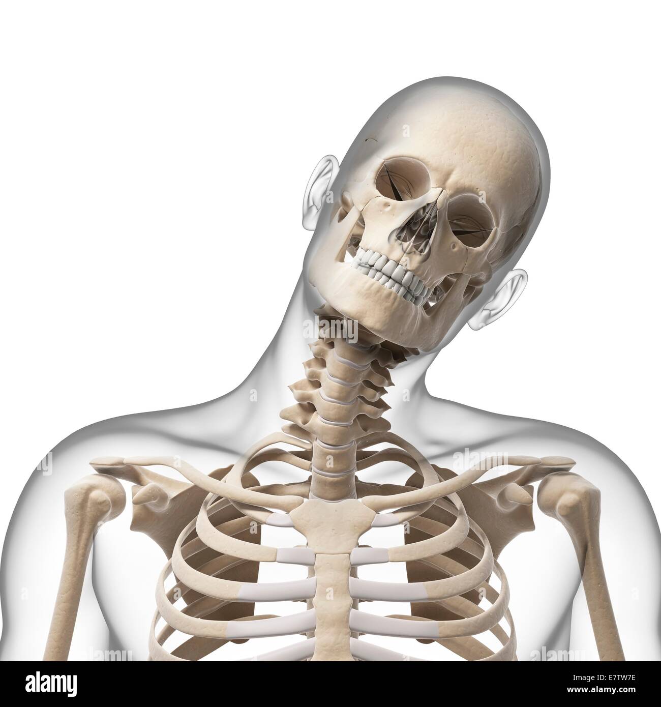 Schädel und Hals Menschenknochen, Computer-Grafik. Stockfoto