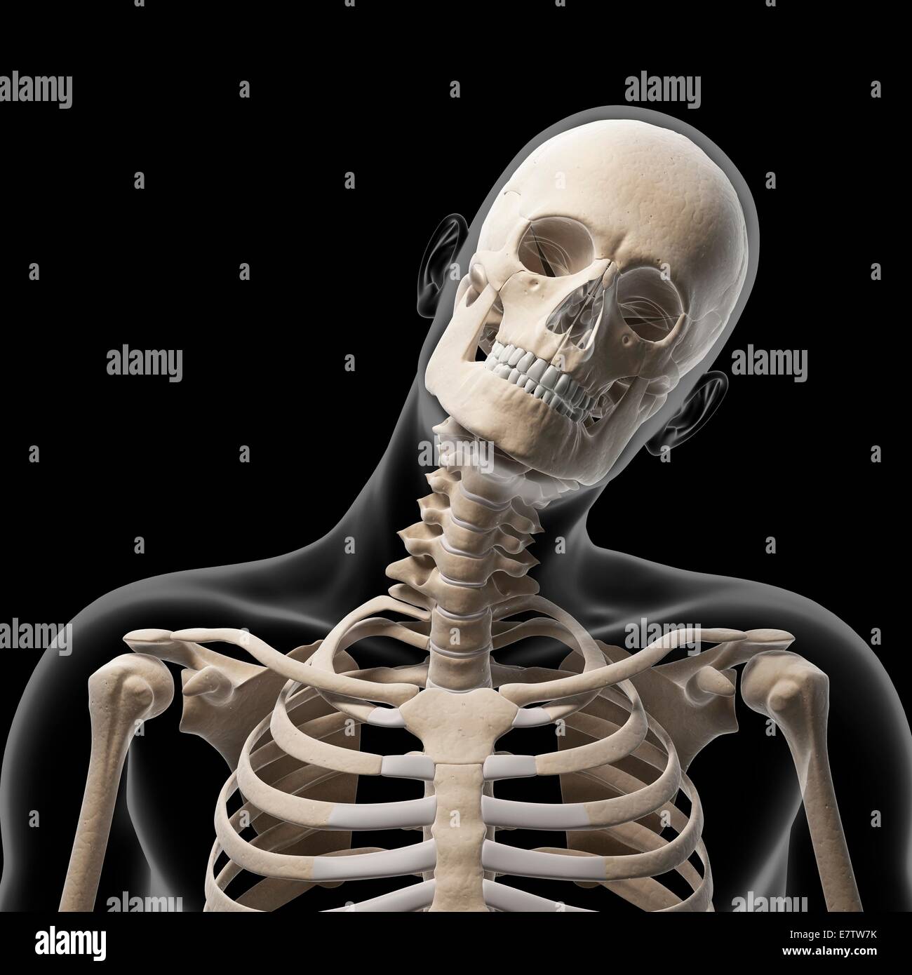 Schädel und Hals Menschenknochen, Computer-Grafik Stockfotografie - Alamy