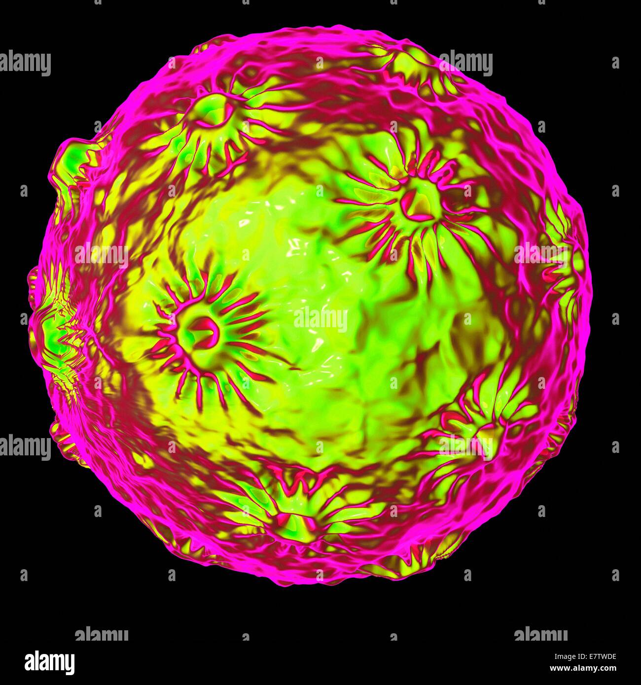 Human Papilloma Virus (HPV), Computer-Grafik. Stockfoto