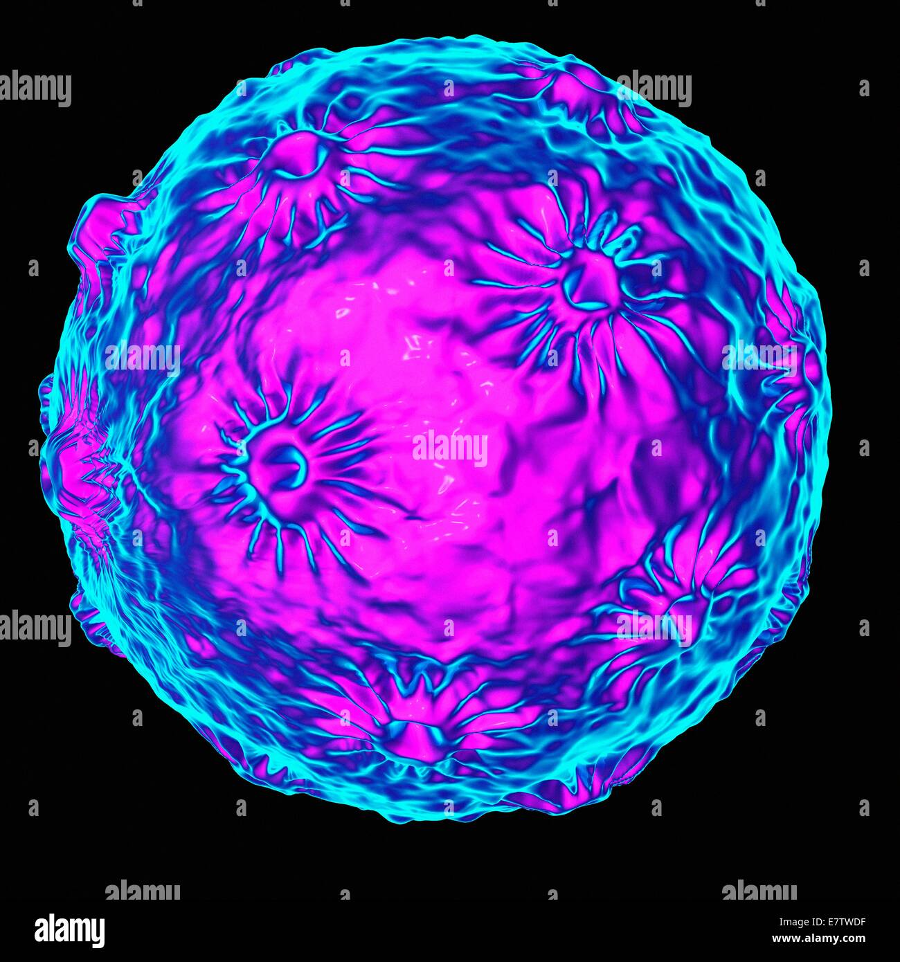 Human Papilloma Virus (HPV), Computer-Grafik. Stockfoto