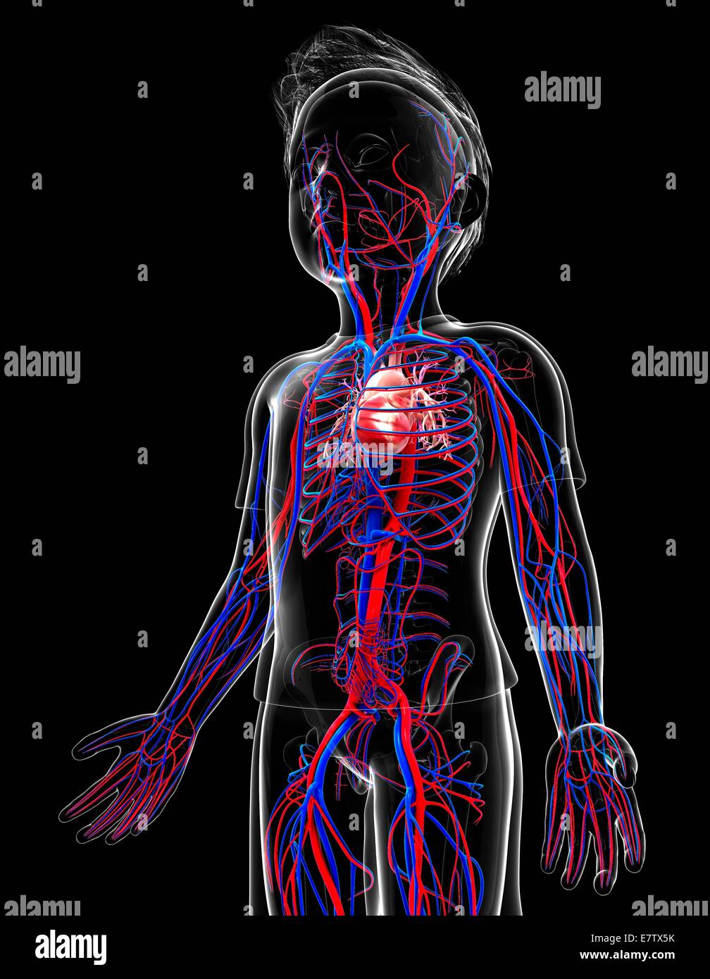 Menschlichen Herz-Kreislauf-System, Computer-Grafik. Stockfoto