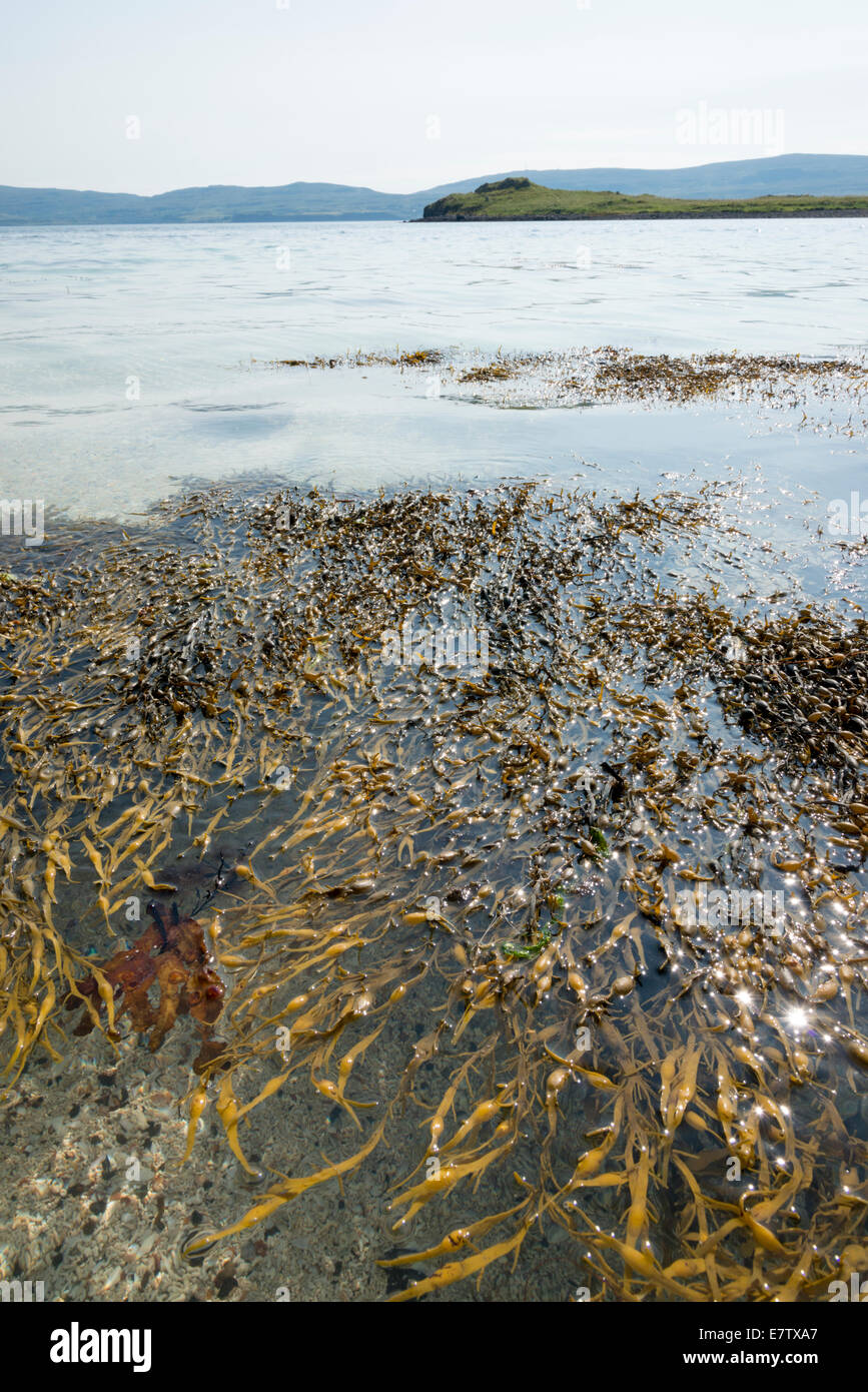 Kristallklares Wasser in der Bucht bei Claigan Coral Strand Isle Of Skye Schottland mit Algen im Vordergrund Stockfoto