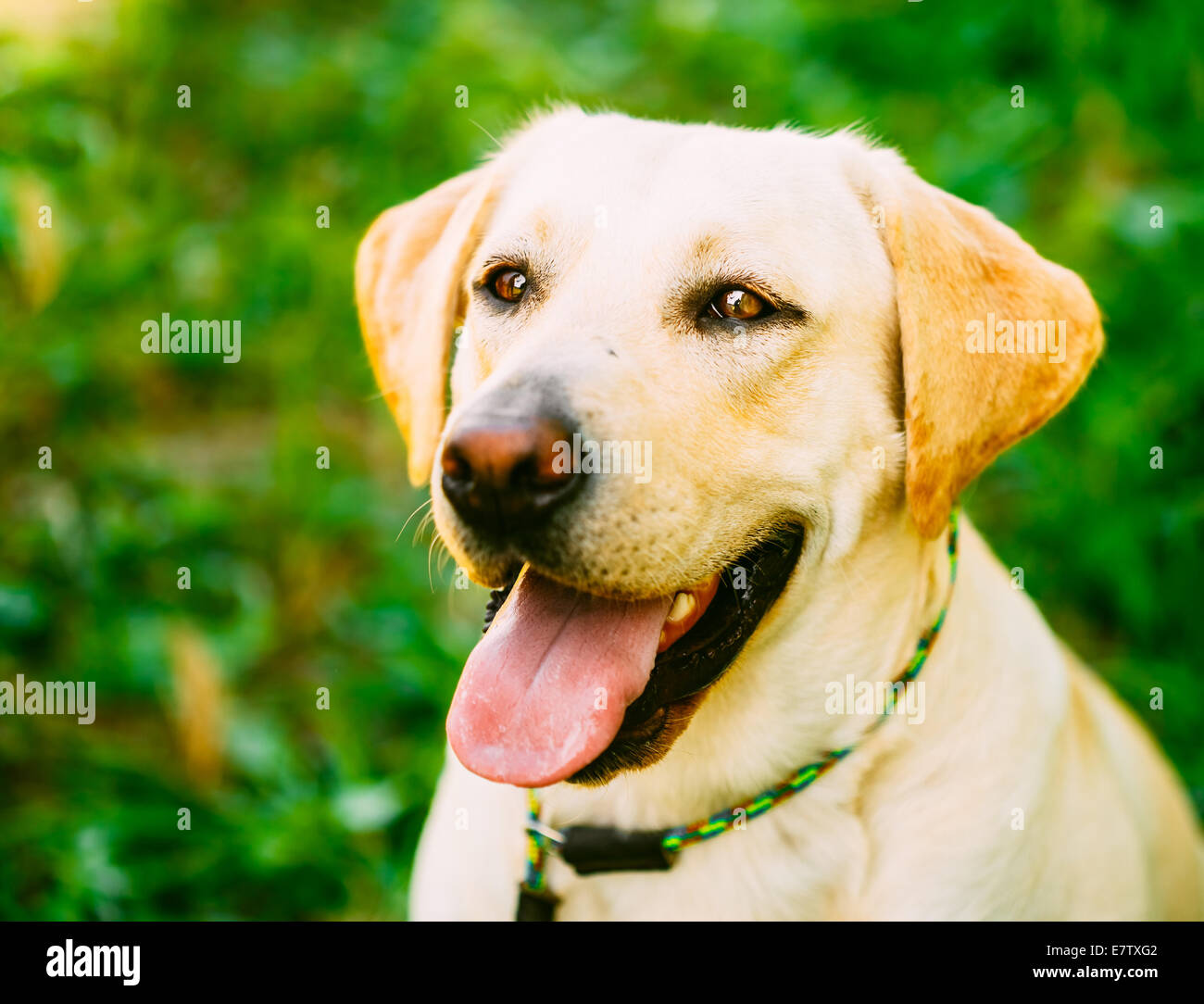 Weißen Labrador Retriever Hund stehend auf grünen Rasen Hintergrund Stockfoto