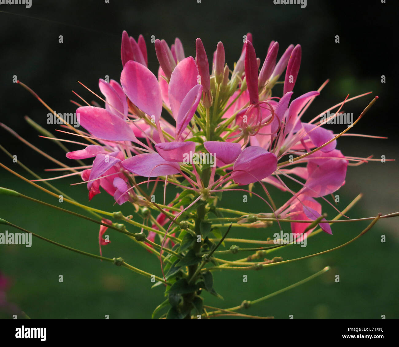 Fürst-Pückler-Park Bad Muskau Stockfoto