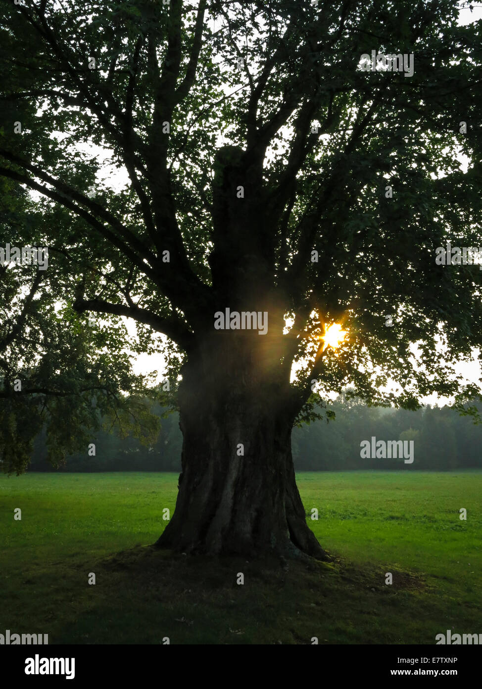 Fürst-Pückler-Park Bad Muskau Stockfoto
