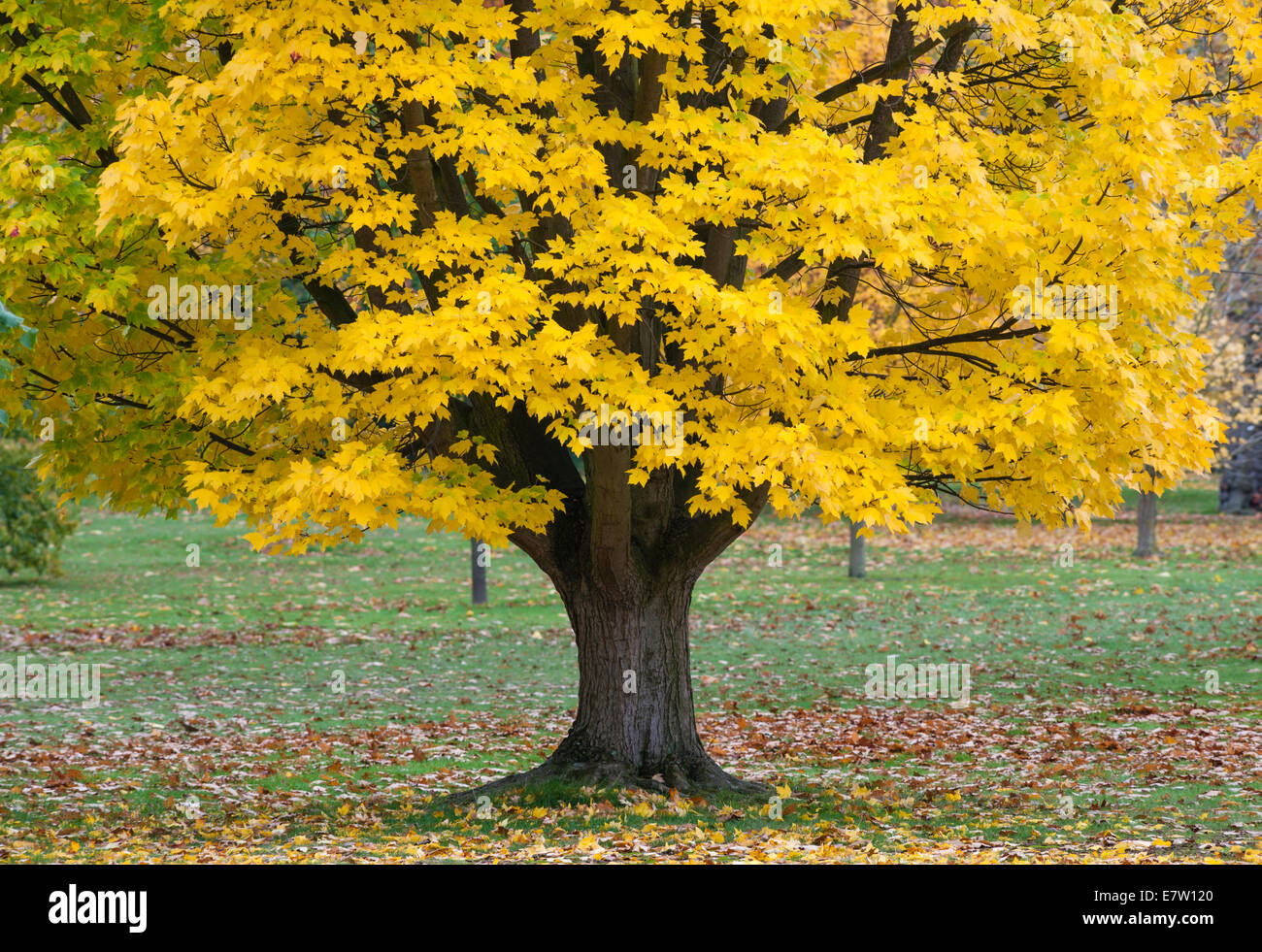 Royal Botanic Gardens, Kew, London.  Eine gelbe Form der Acer Rubrum (Roter Ahorn oder Sumpf-Ahorn) sieht spektakulär im Herbst Stockfoto