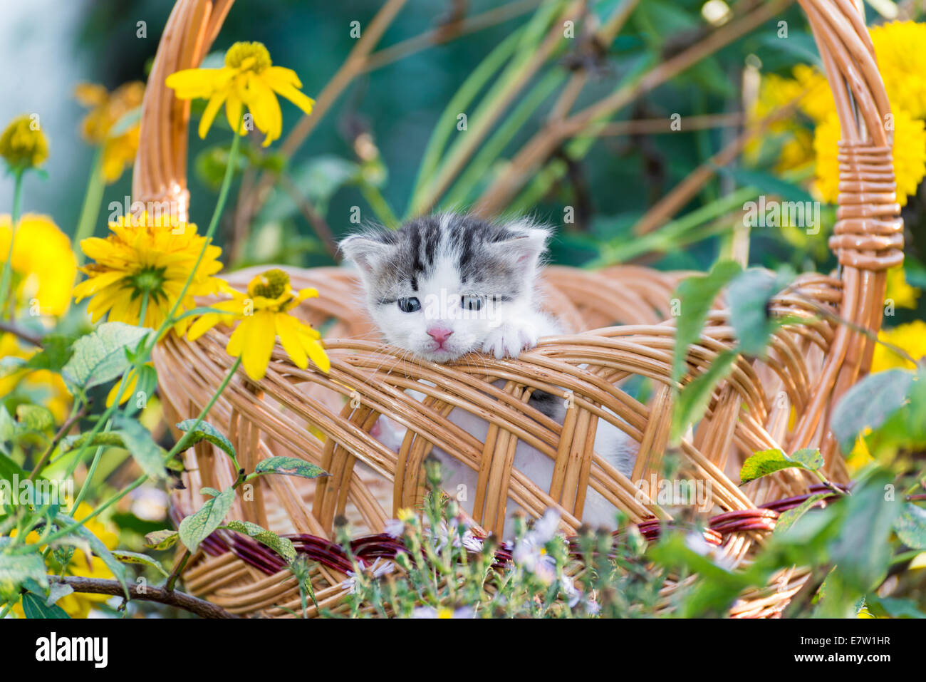 Niedliche kleine Kätzchen sitzen in einem Korb auf dem blumigen Rasen Stockfoto