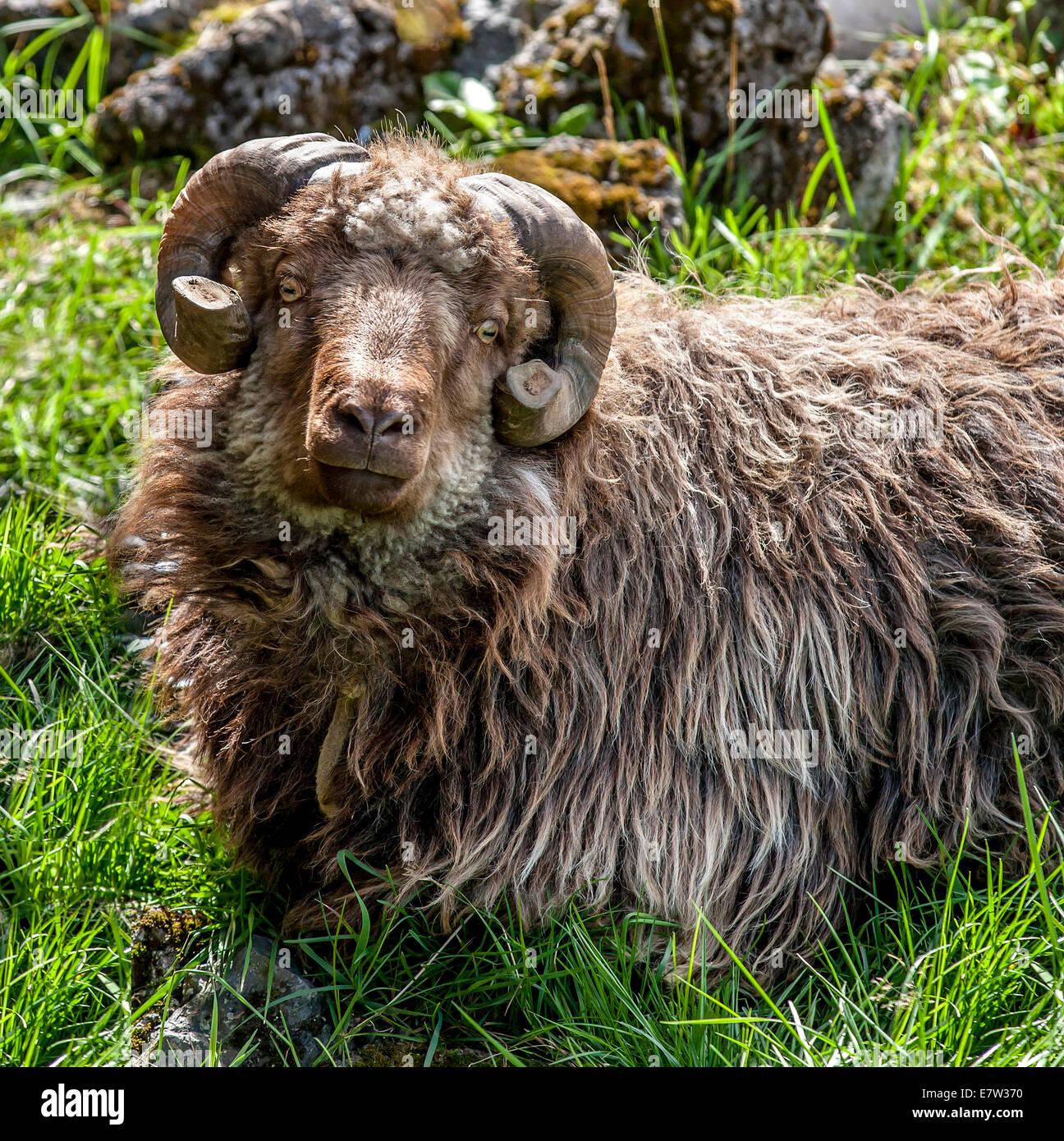 Porträt eines Schafes mit Hörnern Schnitt und langen Mantel, aufgenommen im Faoe Insel Stockfoto