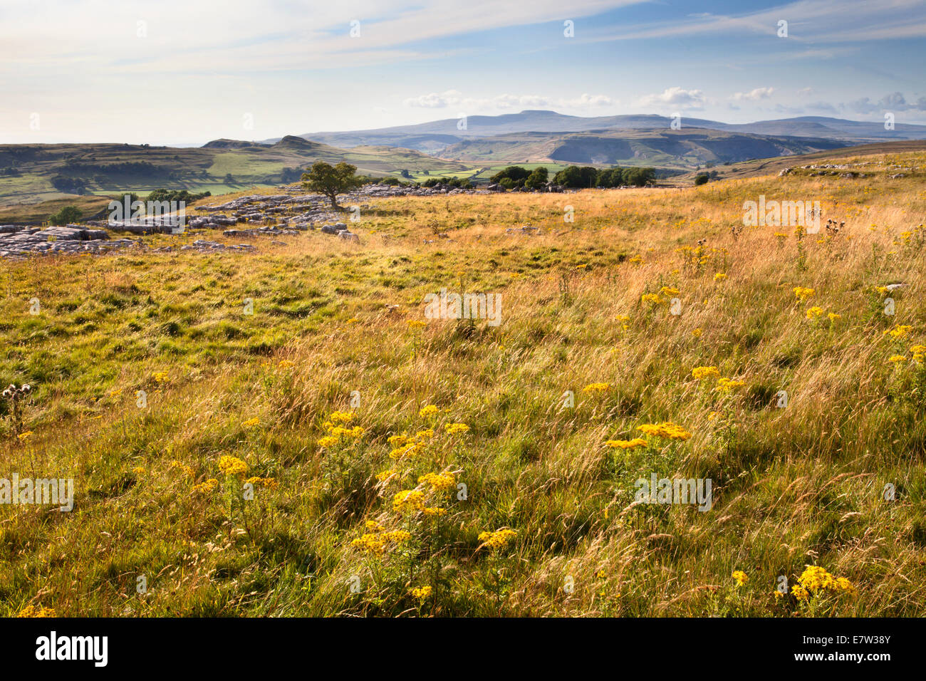 Gräser und Wiesenblumen an Winskill Steinen in der Nähe niederzulassen Ribblesdale Yorkshire Dales England Stockfoto
