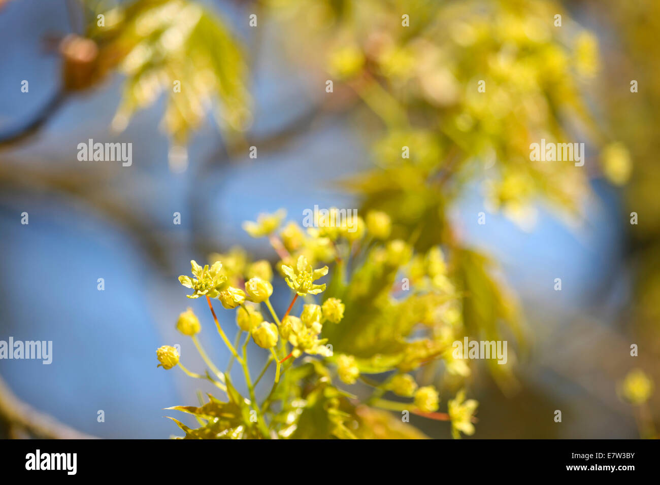 Acer Platanoides im Frühjahr Knospen © Jane Ann Butler Fotografie JABP1295 Stockfoto
