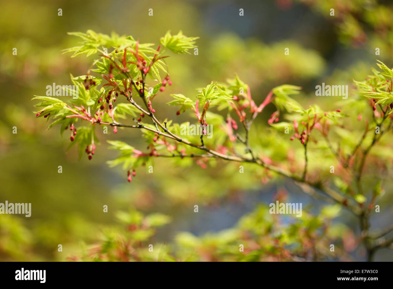 Acer Palmatum im Frühling, Knospen, Vitalität und Energie © Jane Ann Butler Fotografie JABP1297 Stockfoto