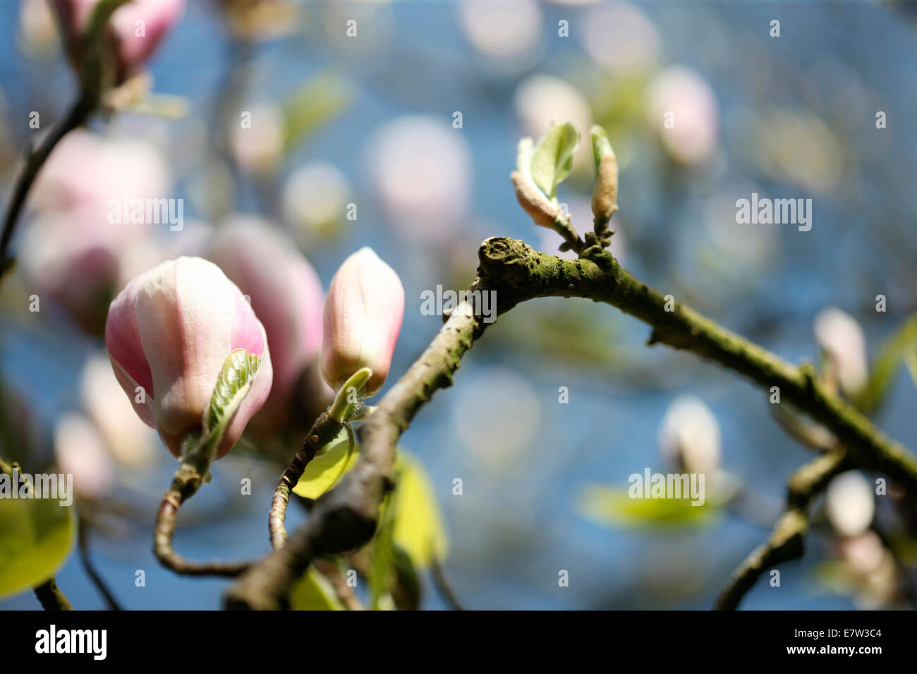 weiße Soulangeana Magnolienbaum in Knospe - Vitalität © Jane Ann Butler Fotografie JABP1283 Stockfoto