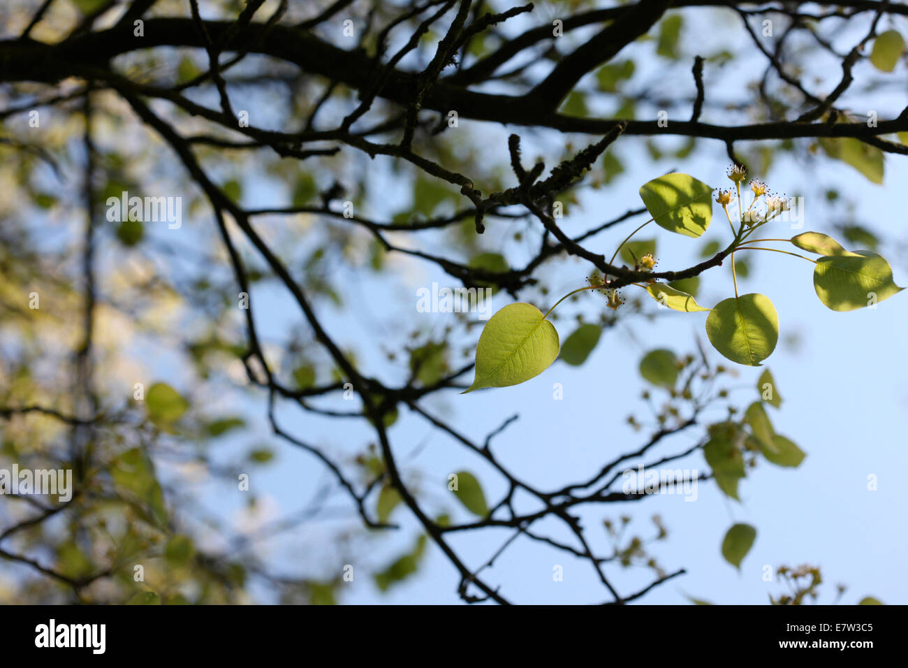 Pyrus Lindleyi Frühjahr Blättern einer Birne Baum © Jane Ann Butler Fotografie JABP1305 Stockfoto