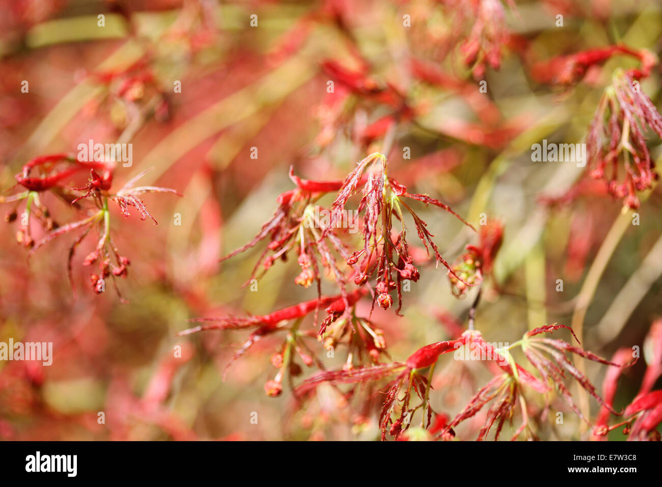 rot Acer im Frühjahr Knospen © Jane Ann Butler Fotografie JABP1309 Stockfoto