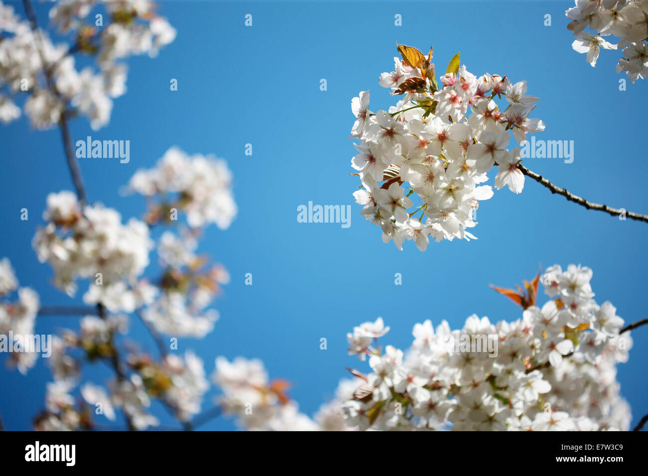 atemberaubende Kirschblüte an sonnigen Frühlingstag © Jane Ann Butler Fotografie JABP1282 Stockfoto