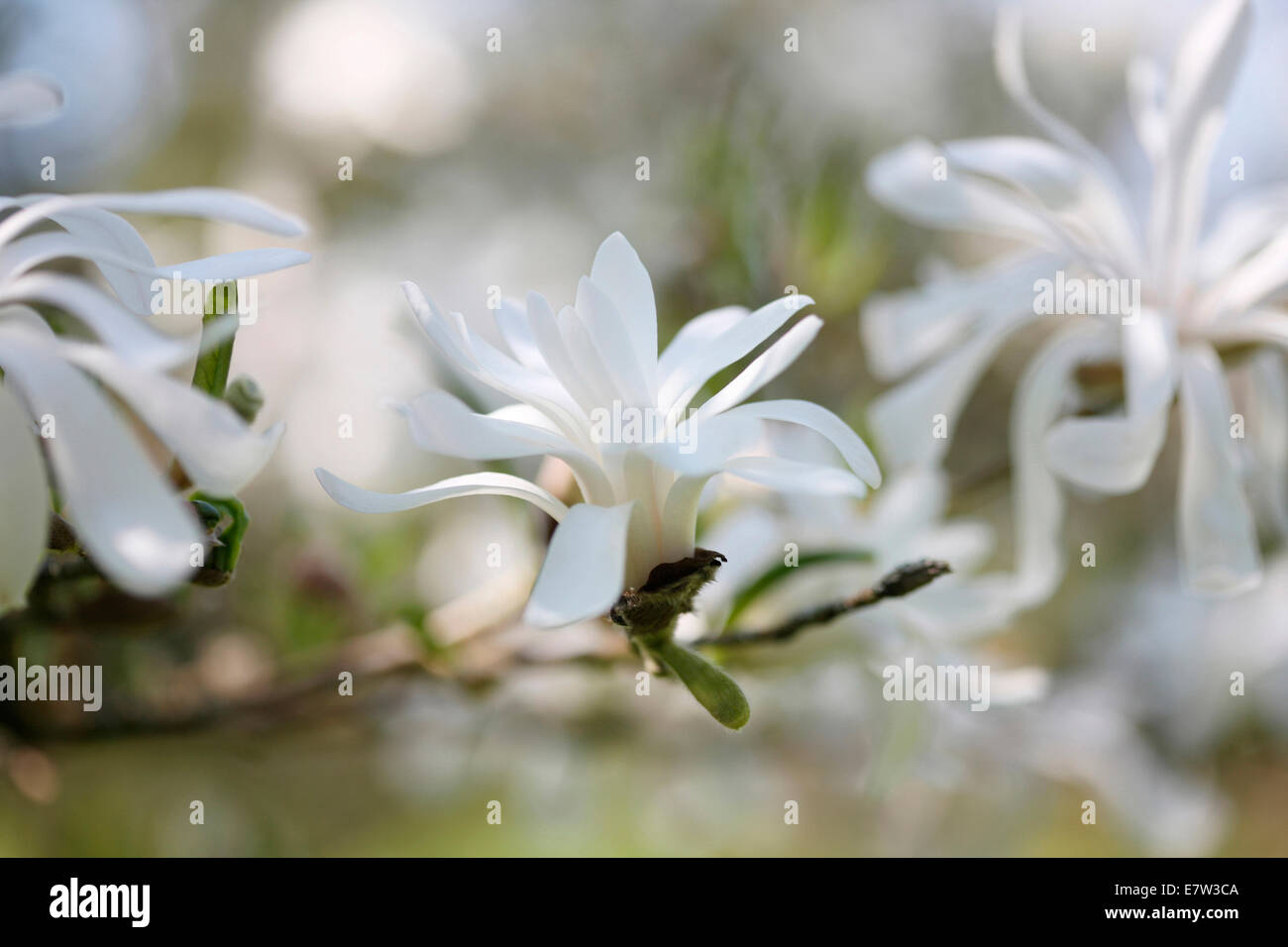 Zweisamkeit - ruhige Schönheit © Jane Ann Butler Fotografie JABP1260 Stockfoto