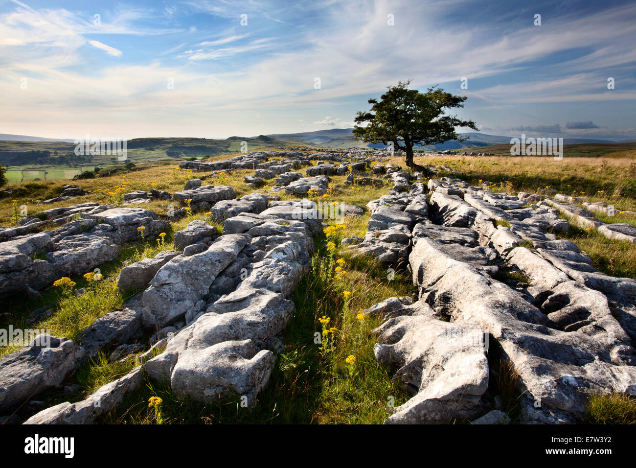 Lone Tree und Kalkstein Pflaster bei Winskill Steinen in der Nähe von begleichen Ribblesdale Yorkshire Dales England Stockfoto
