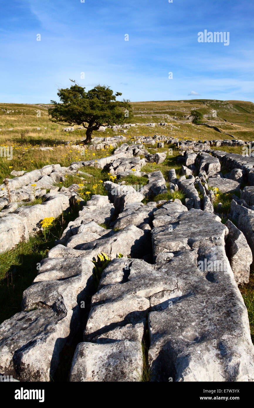 Lone Tree und Kalkstein Pflaster bei Winskill Steinen in der Nähe von begleichen Ribblesdale Yorkshire Dales England Stockfoto