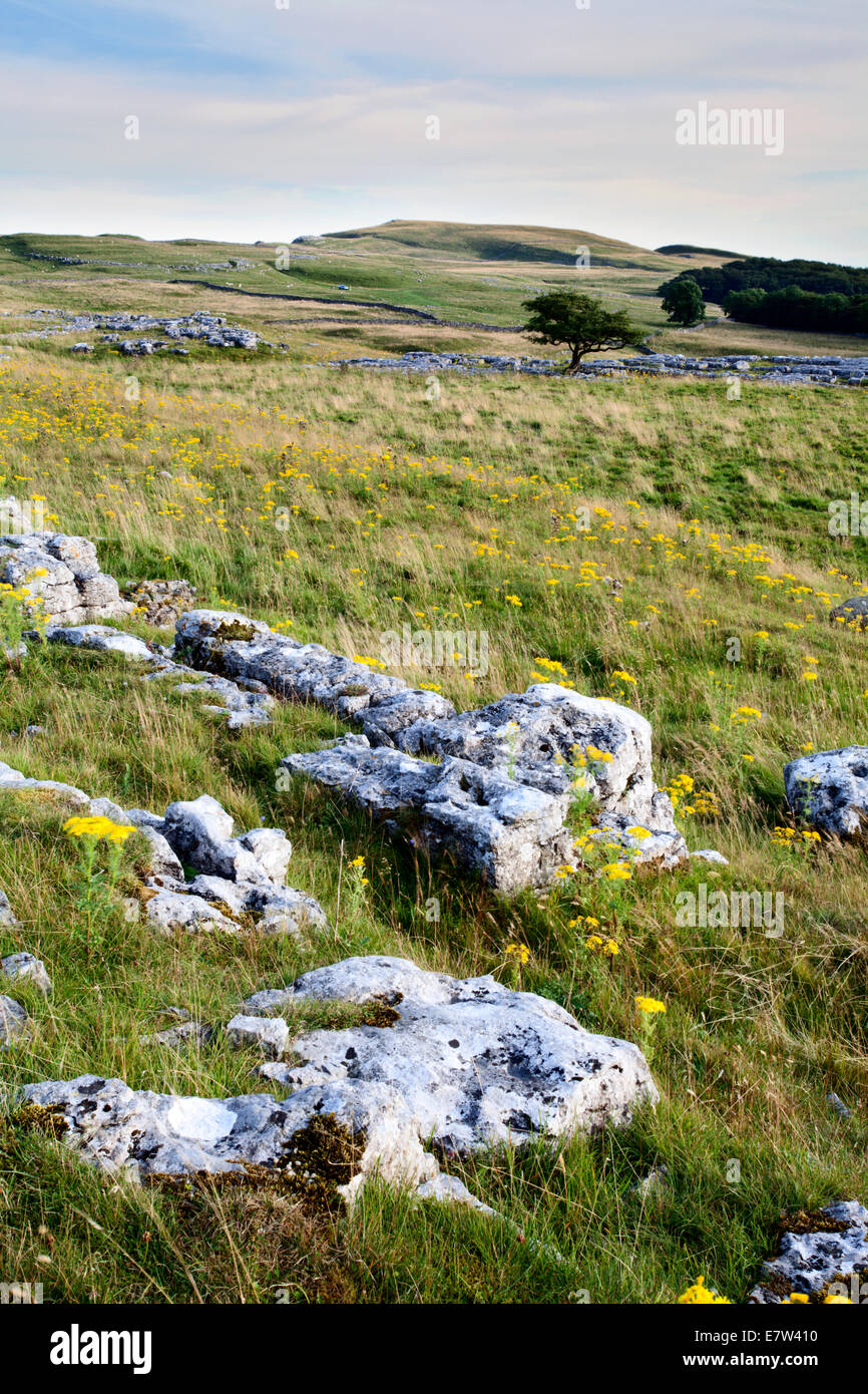 Kalkstein und Wiesenblumen an Winskill Steinen in der Nähe niederzulassen Ribblesdale Yorkshire Dales England Stockfoto