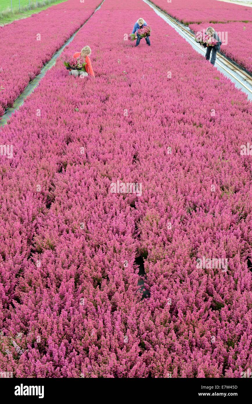 Leipzig, Deutschland. 23. Sep, 2014. Heather Pflanzen wie die rot-weißen "Hessen Girld" oder in den Farben weiß, rosa, gelb, rot und bunt gemischten Frieda, Athena, Madonna oder Emma gehören zu den bunten Erikas und Heidekraut, die von Sandra Kurtze, Linda Rode und Jana Wagner (L-R) im Gewächshaus Morbeetpflanzen Helix GmbH in Knautkleeberg bei Leipzig, 23. September 2014 geerntet. Rund 7.000 Ericas und Heidekraut sind für Kunden in Deutschland, Skandinavien, Ungarn, Polen und Tschechien geerntet. Bildnachweis: Dpa picture Alliance/Alamy Live News Stockfoto