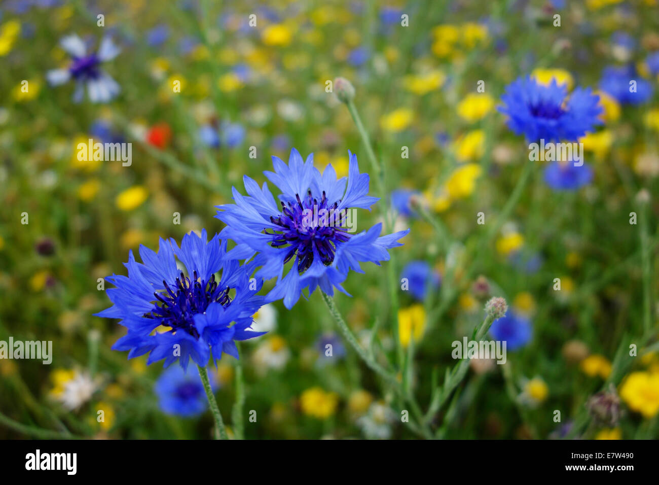 Blaue Kornblumen in eine Wildblumenwiese Stockfoto