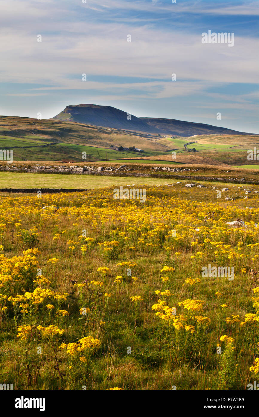 Pen-Y-Gent aus Winskill Steinen in der Nähe niederzulassen Ribblesdale Yorkshire Dales England Stockfoto