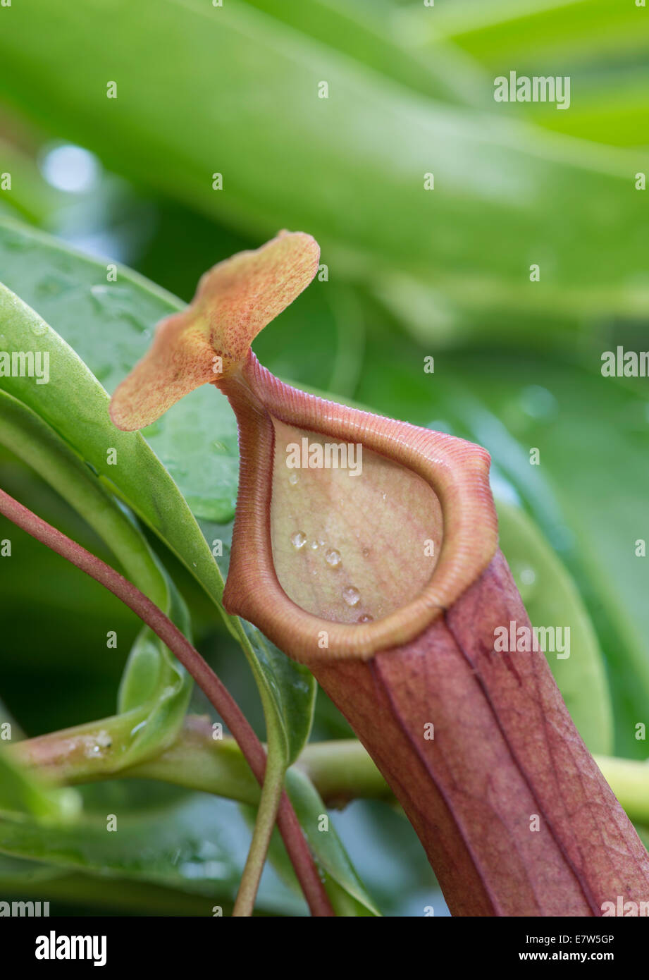 Fleischfressende Kannenpflanze: Nepenthes Alata. Stockfoto