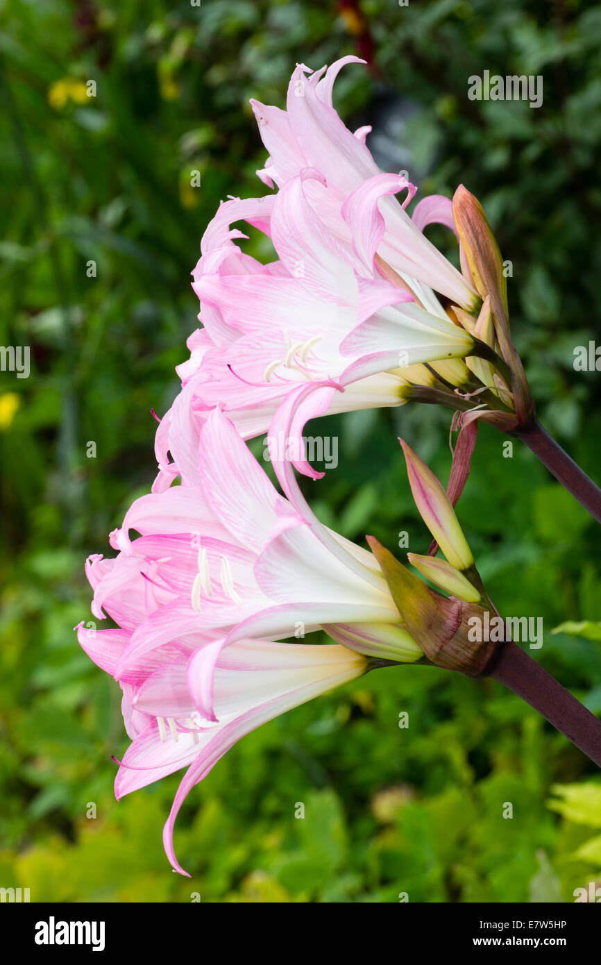 Hellrosa Blüten der Amaryllis Belladonna erhellen einen frühen Herbst Garten Stockfoto