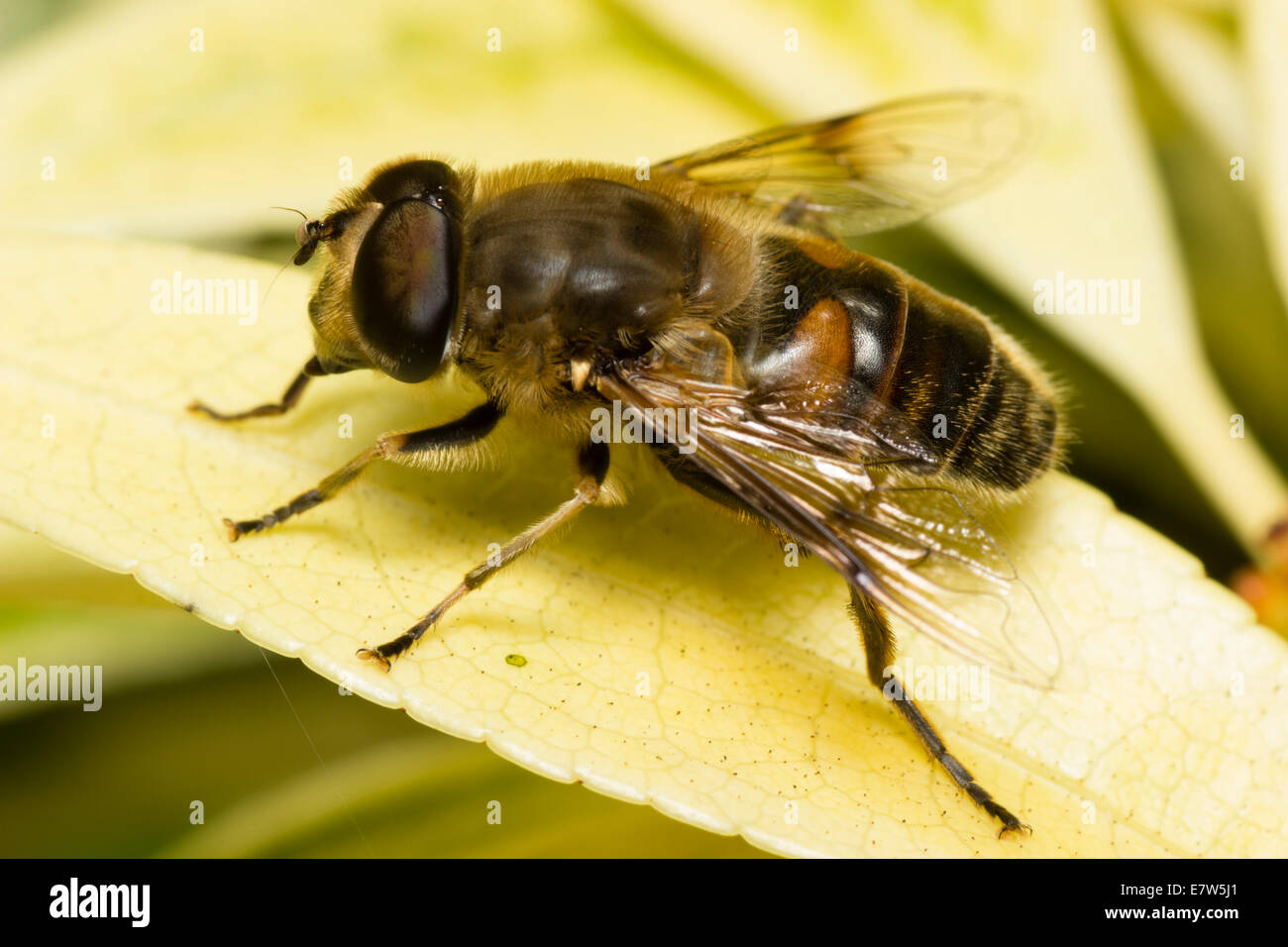 Männliche UK Hoverfly, Eristalis Pertinax, einen gemeinsamen Garten Besucher Stockfoto