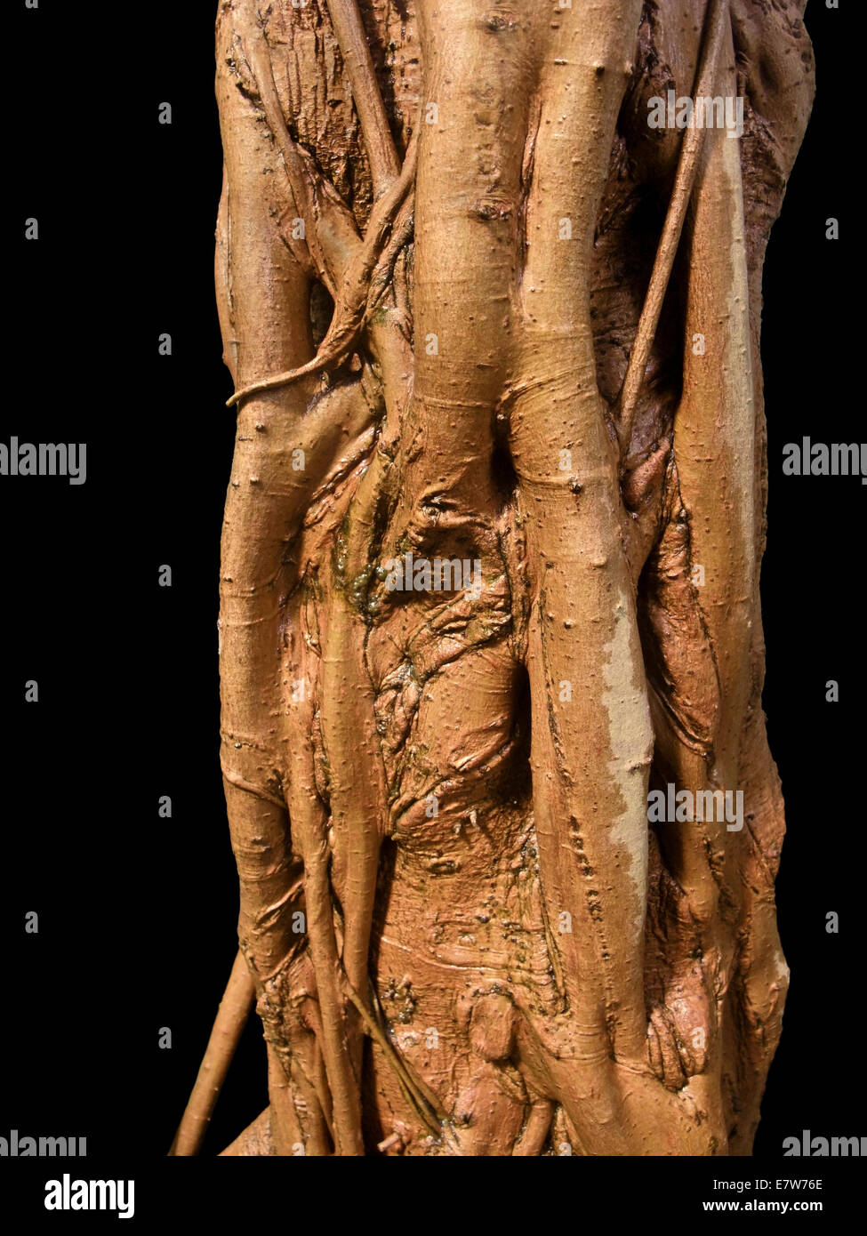 Detail aus einem braunen erdig Stamm in Schwarz zurück Stockfoto