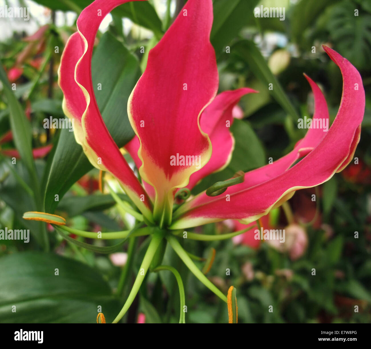 rote Herrlichkeit Lilie Blume Detail in natürlichen grünen Rücken Stockfoto